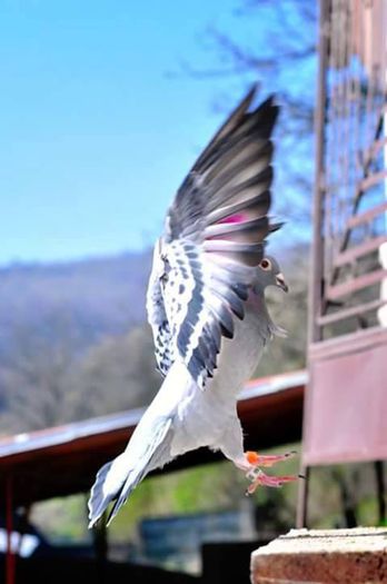 11698686_443235192503637_3220148521346179912_n