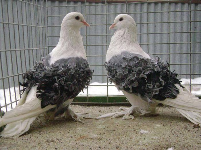 11667440_441631789330644_3524674957750825551_n