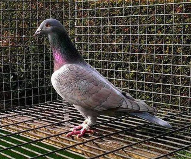 1459973_430259007134589_540024897123916112_n