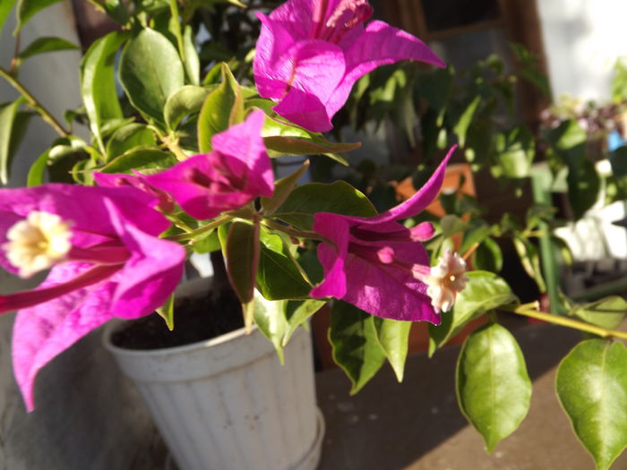 DSCF4355 - Bougainvillea