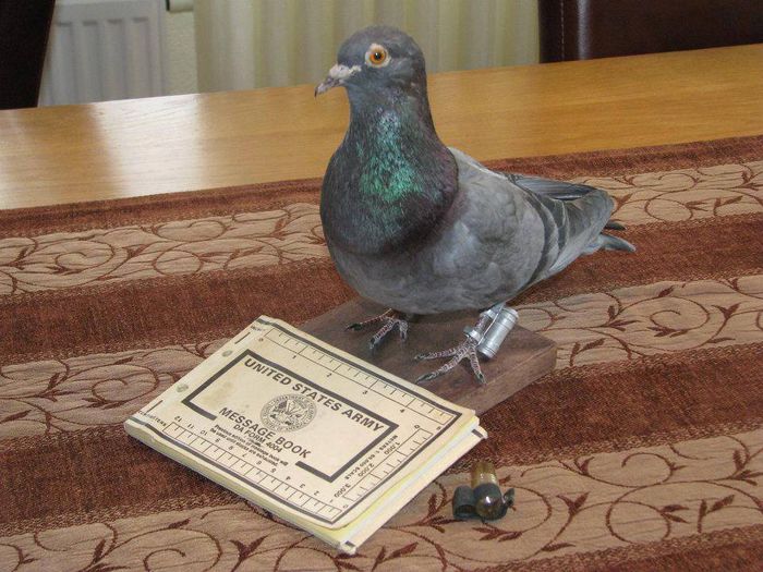 1483267_10151804843865614_423541065_n