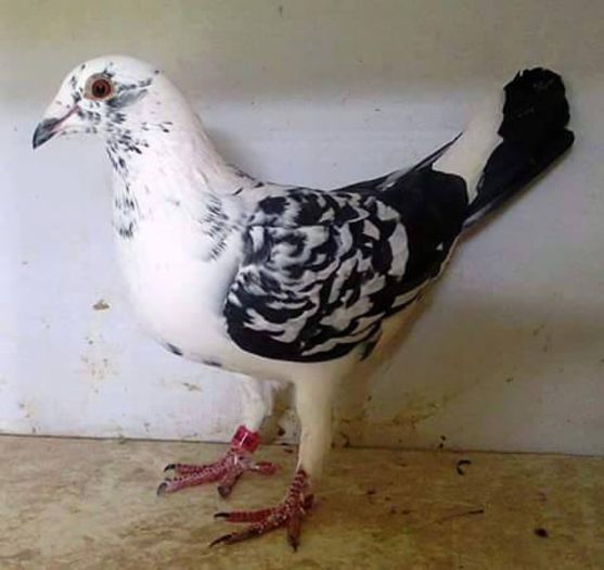 10929946_413146545512502_5440270702188114462_n