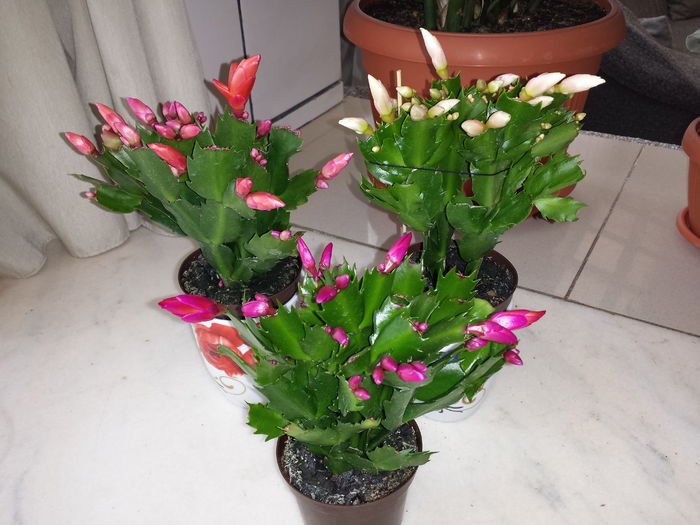 Schlumbergera - Schlumbergera - Cactusul de CRACIUN