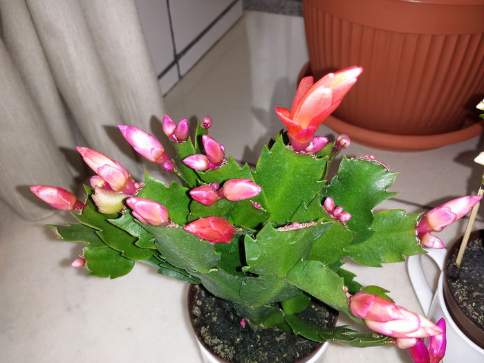 Schlumbergera - Schlumbergera - Cactusul de CRACIUN