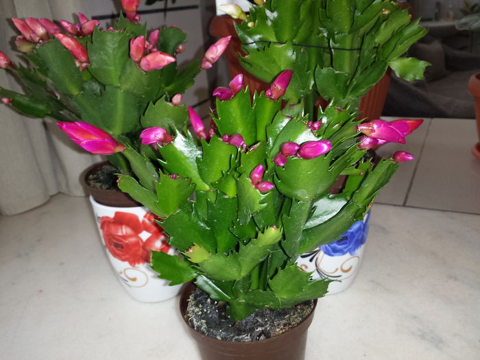 Schlumbergera - Schlumbergera - Cactusul de CRACIUN