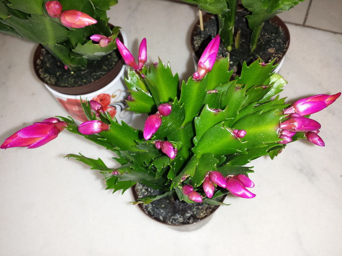 Schlumbergera - Schlumbergera - Cactusul de CRACIUN