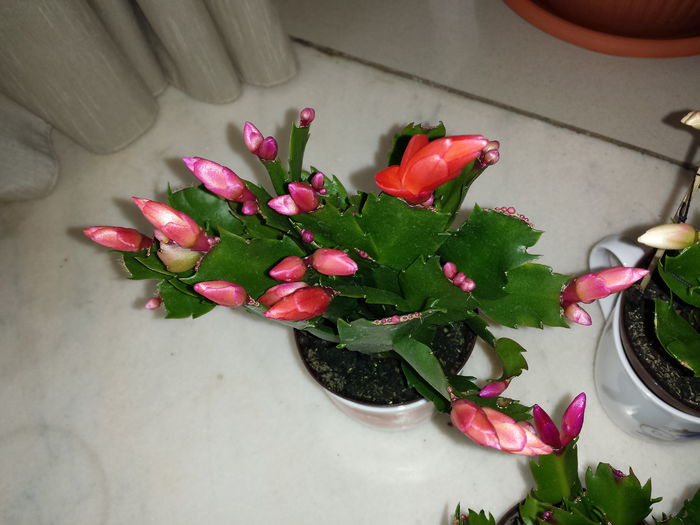 Schlumbergera