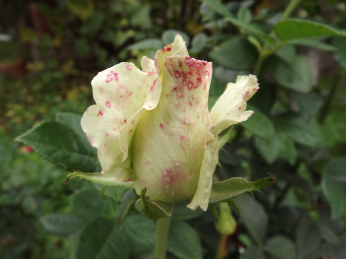 DSCF4424 - Trandafiri