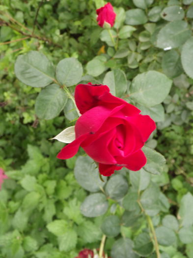 DSCF4414