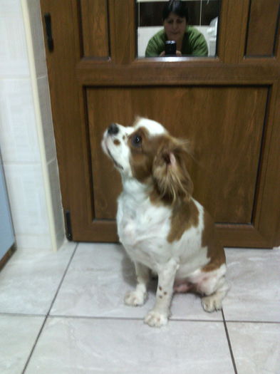 fotomodelul - Rasfatel