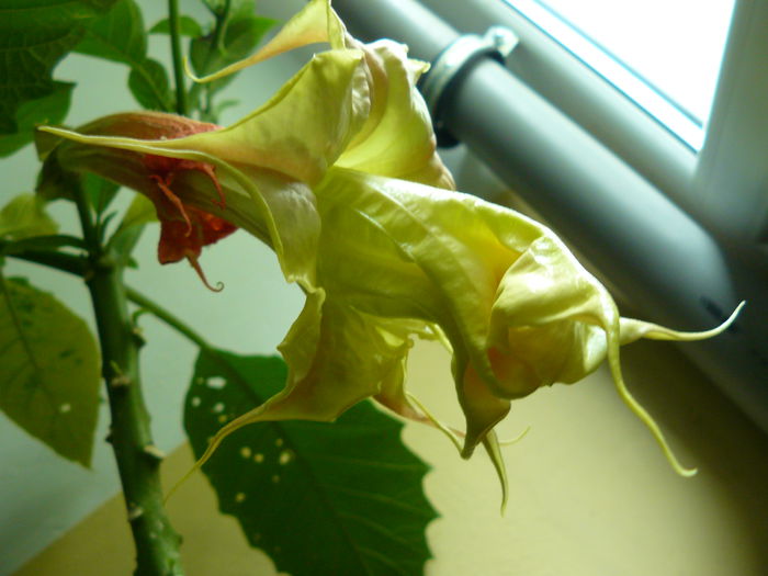 P1040739 - Brugmansia din seminte