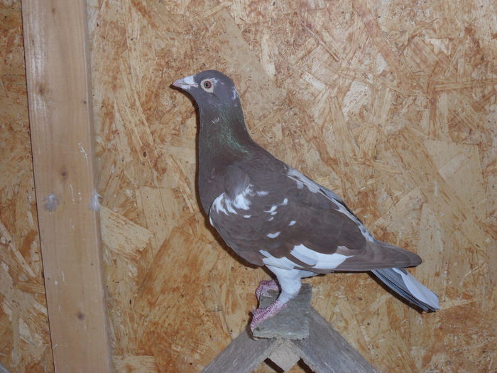 mascul DV-2014 pierdut