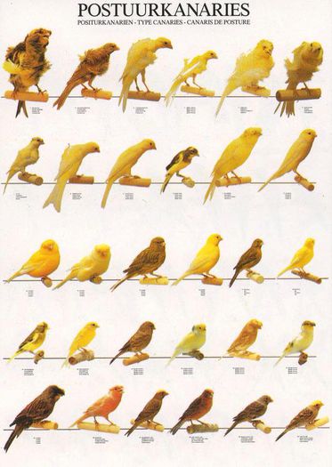 11828798_1051155118228814_7968377121528559985_n - postere
