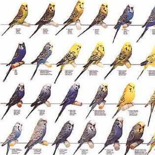 12108287_956403367764244_6076266964301782933_n (1) - postere