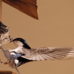 44450_59580ce396bea618aee294c67eb66474_mdsq - BIRDS