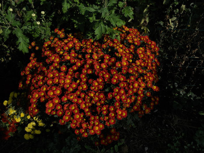 DSCN8007; Crizantema margareta cu flori mici, a trecut cu bine iarna

