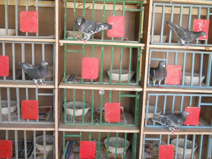 Compartiment -ZBOR -populat -1