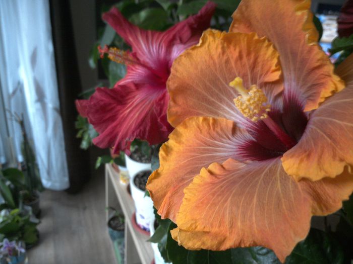 WIN_20151106_113009 - 01Hibiscus