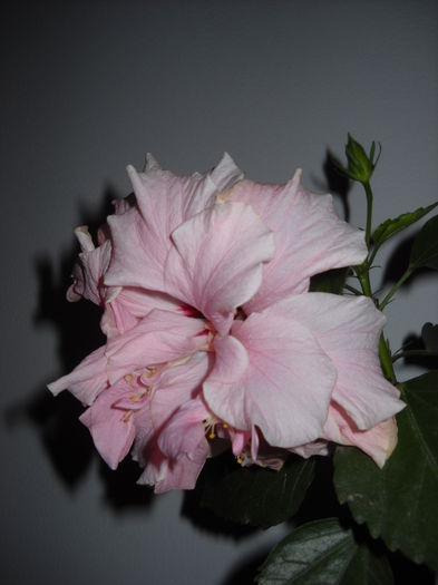 10.noi.015 - HIBISCUS-2015