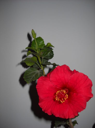 11.11.015 - HIBISCUS-2015