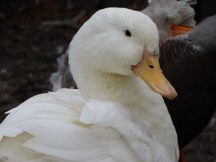 DSC08055 - Rate comune 2