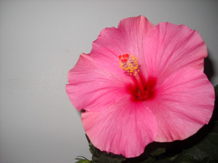 006 - HIBISCUS-2015