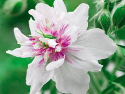 Geranium pratense 'Double Jewel