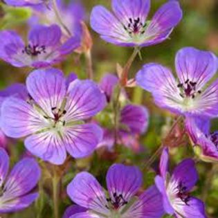 Geranium 'Sweet Heidi