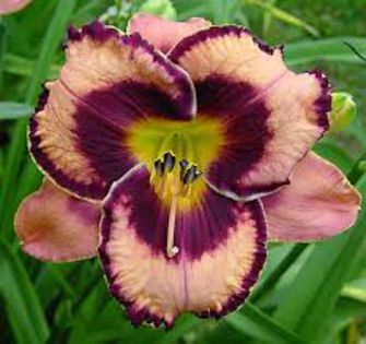 Hemerocallis 'Awesome Blossom