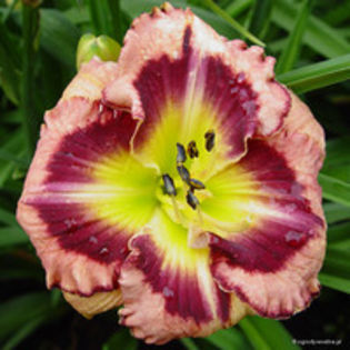 hemerocallis big citi - 00 Achizitii toamna 2015