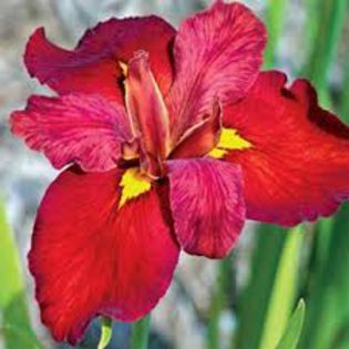 iris louisiana ann chowning