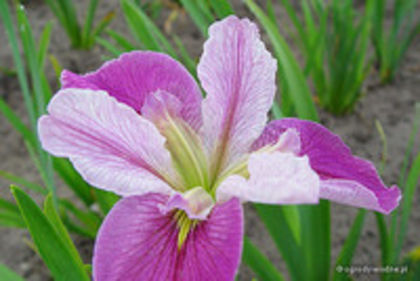 iris louisiana pink 0