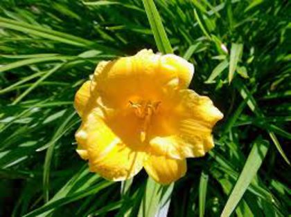 hemerocallis stella d'oro