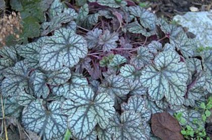 heucherella dale's strain