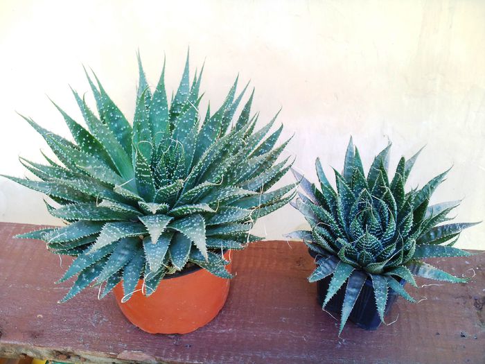 Aloe aristata-20lei mare-10lei mica - Plante suculente de vanzare