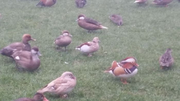 Pereche 2015 - rata mandarin