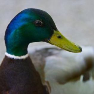 45269_963716c32b25fbe4482e05c2d91c5f4d_mdsq