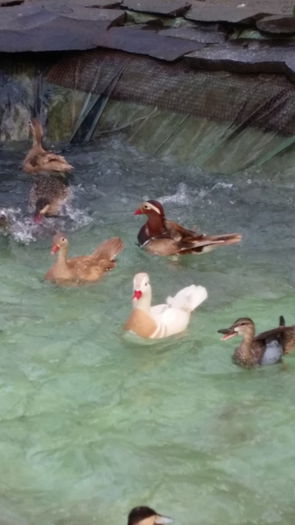 Alb si galbene - rata mandarin