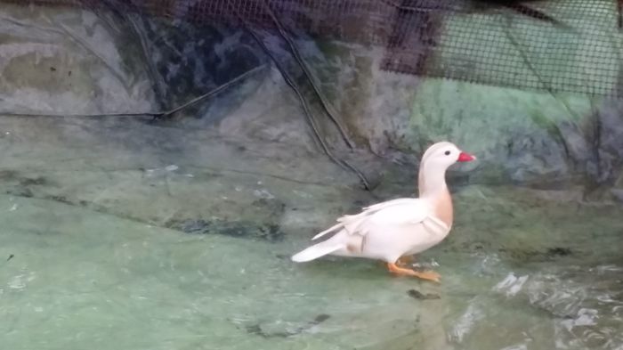 Mascul alb - rata mandarin