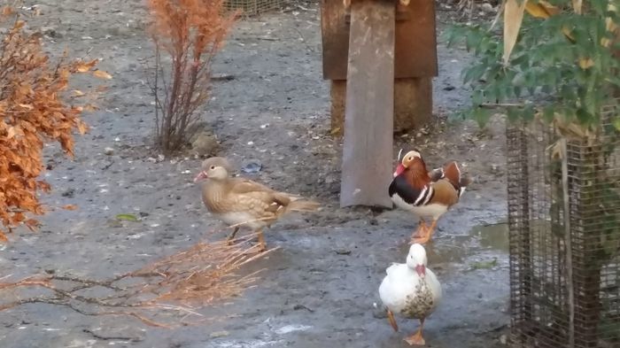 Galbene si alba - rata mandarin