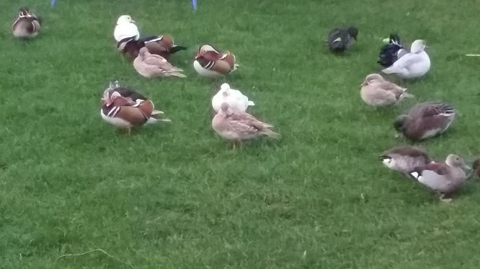 La gramada - rata mandarin