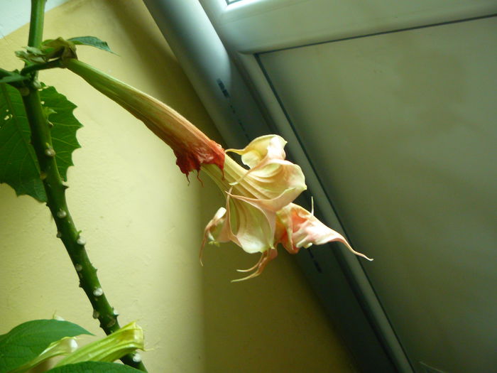 P1040747