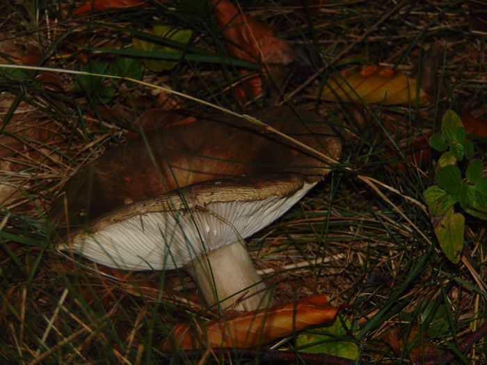 DSC01241