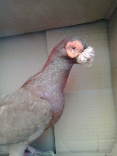 2015-10-29 16.09.30 - Berberi-Indian german