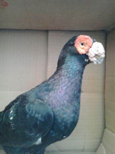 2015-10-29 16.12.54 - Berberi-Indian german