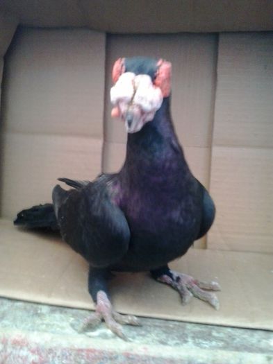 2015-10-29 16.13.24 - Berberi-Indian german