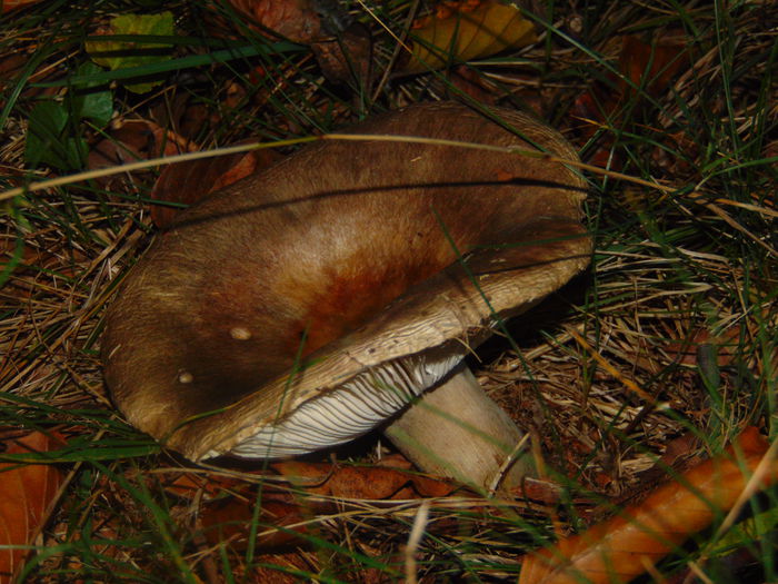 DSC01244
