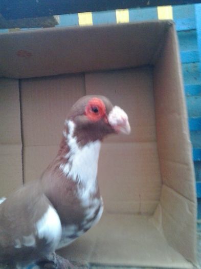 2015-10-29 16.24.08 - Berberi-Indian german