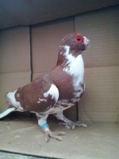 2015-10-29 16.26.33 - Berberi-Indian german