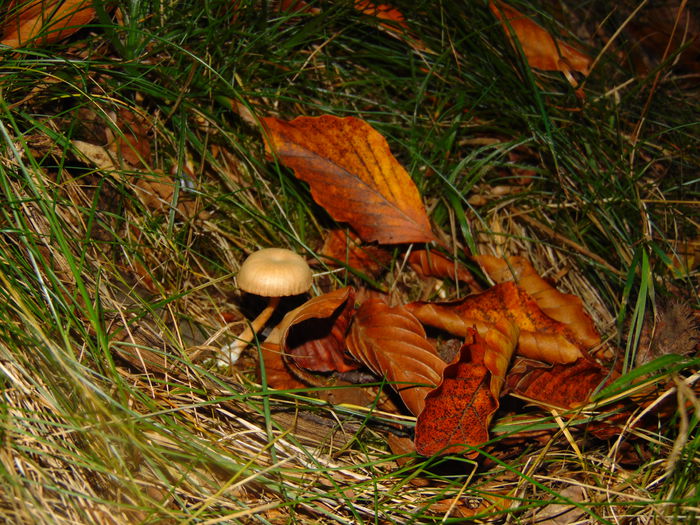 DSC01245